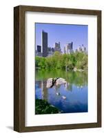 Lake and two ducks in Central Park in Spring with skyline in background, New York City, New York-null-Framed Photographic Print