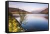 Lake at sunrise near the foot of Snowdon, Snowdonia National Park, North Wales, United Kingdom-Matthew Williams-Ellis-Framed Stretched Canvas