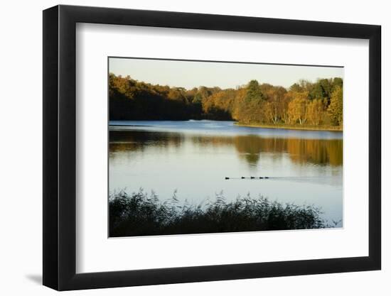 Lake, Autumn, Virginia Water, Surrey, England, United Kingdom-Charles Bowman-Framed Photographic Print