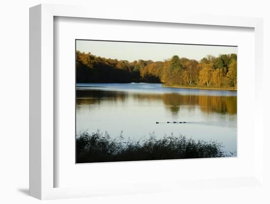 Lake, Autumn, Virginia Water, Surrey, England, United Kingdom-Charles Bowman-Framed Photographic Print