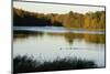 Lake, Autumn, Virginia Water, Surrey, England, United Kingdom-Charles Bowman-Mounted Photographic Print