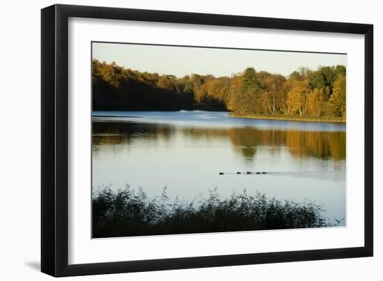 Lake, Autumn, Virginia Water, Surrey, England, United Kingdom-Charles Bowman-Framed Photographic Print