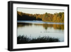 Lake, Autumn, Virginia Water, Surrey, England, United Kingdom-Charles Bowman-Framed Photographic Print