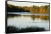 Lake, Autumn, Virginia Water, Surrey, England, United Kingdom-Charles Bowman-Framed Stretched Canvas