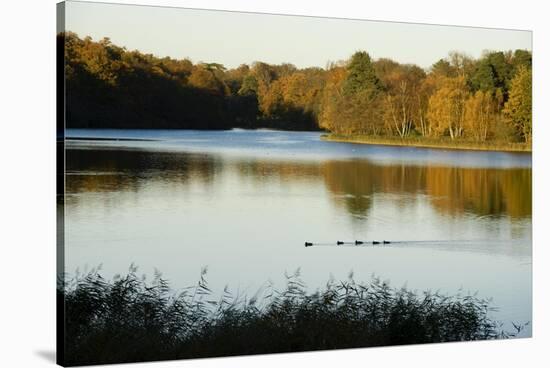 Lake, Autumn, Virginia Water, Surrey, England, United Kingdom-Charles Bowman-Stretched Canvas