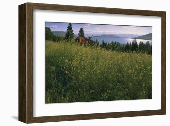 Lake Deer-Steve Hunziker-Framed Art Print