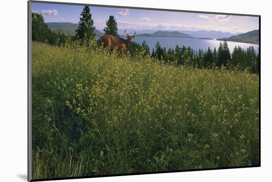 Lake Deer-Steve Hunziker-Mounted Art Print