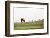 Lake District II-Laura Marshall-Framed Photographic Print