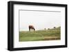 Lake District II-Laura Marshall-Framed Photographic Print