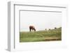 Lake District II-Laura Marshall-Framed Photographic Print