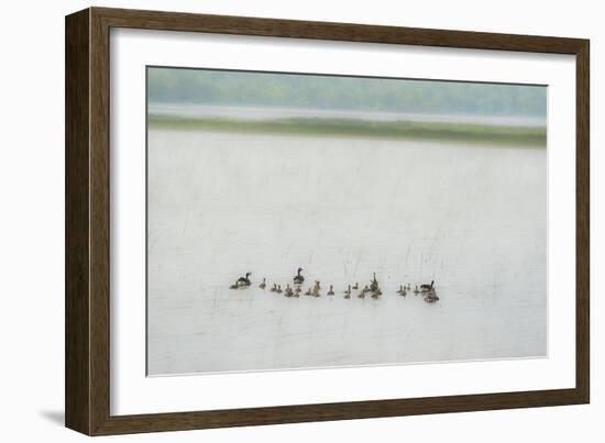 Lake Genre - Ducks-Mike Toy-Framed Giclee Print