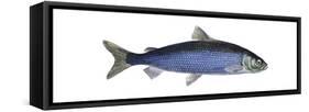 Lake Herring (Coregonus Artedi), Fishes-Encyclopaedia Britannica-Framed Stretched Canvas