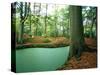 Lake in a Wood-null-Stretched Canvas