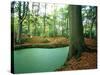 Lake in a Wood-null-Stretched Canvas