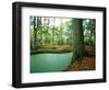 Lake in a Wood-null-Framed Photographic Print