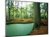 Lake in a Wood-null-Mounted Photographic Print