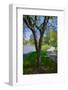 Lake in Central Park in the Spring, New York City, New York-null-Framed Photographic Print