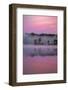 Lake in morning mist, Michigan, USA-Sylvain Cordier-Framed Photographic Print