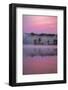 Lake in morning mist, Michigan, USA-Sylvain Cordier-Framed Photographic Print