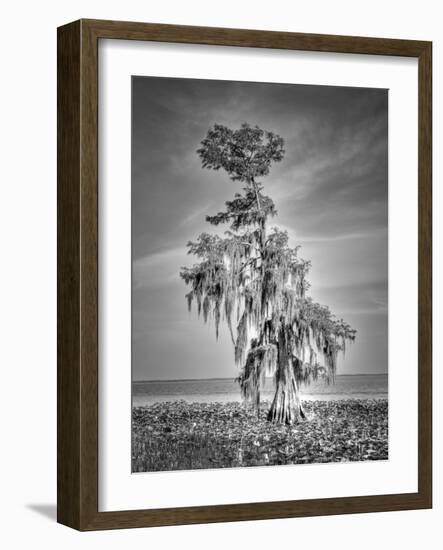 Lake Istapoga 1-Dennis Goodman-Framed Photographic Print