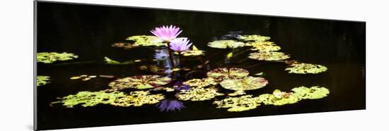 Lake Lilies I-Alan Hausenflock-Mounted Art Print