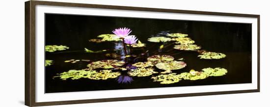 Lake Lilies I-Alan Hausenflock-Framed Premium Giclee Print