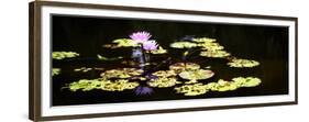 Lake Lilies I-Alan Hausenflock-Framed Premium Giclee Print