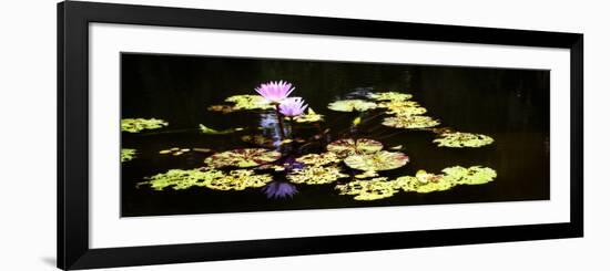 Lake Lilies I-Alan Hausenflock-Framed Premium Giclee Print