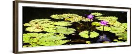Lake Lilies II-Alan Hausenflock-Framed Premium Giclee Print