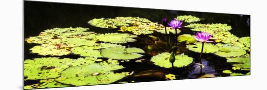 Lake Lilies II-Alan Hausenflock-Mounted Art Print