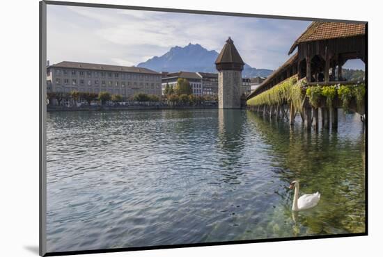 Lake Lucerne, Switzerland. Famous walking bridge and swans in river during the fall season.-Michele Niles-Mounted Photographic Print