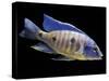 Lake Malawi Cichlid-null-Stretched Canvas