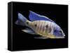 Lake Malawi Cichlid-null-Framed Stretched Canvas