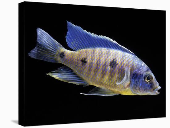 Lake Malawi Cichlid-null-Stretched Canvas