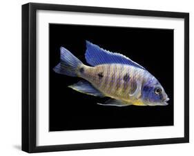 Lake Malawi Cichlid-null-Framed Premium Photographic Print