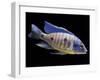 Lake Malawi Cichlid-null-Framed Premium Photographic Print