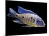 Lake Malawi Cichlid-null-Mounted Premium Photographic Print