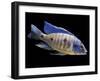 Lake Malawi Cichlid-null-Framed Photographic Print