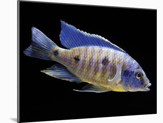 Lake Malawi Cichlid-null-Mounted Photographic Print