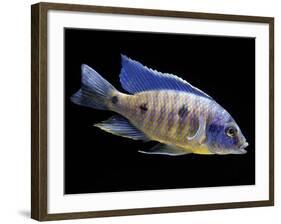 Lake Malawi Cichlid-null-Framed Photographic Print