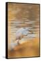 Lake Murray. San Diego, California. a Great Egret and Catch-Michael Qualls-Framed Stretched Canvas