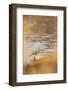 Lake Murray. San Diego, California. a Great Egret and Catch-Michael Qualls-Framed Photographic Print