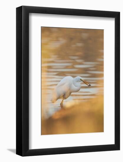 Lake Murray. San Diego, California. a Great Egret and Catch-Michael Qualls-Framed Photographic Print