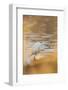 Lake Murray. San Diego, California. a Great Egret and Catch-Michael Qualls-Framed Photographic Print