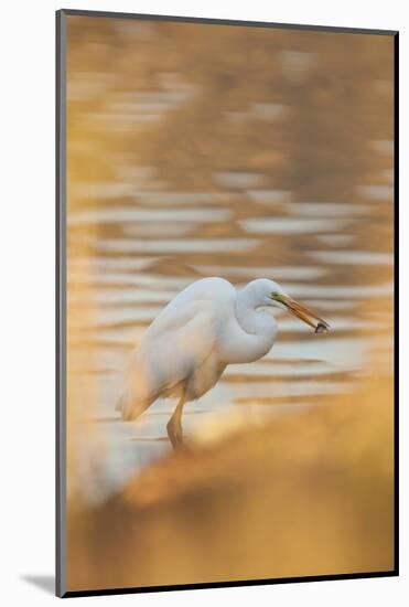 Lake Murray. San Diego, California. a Great Egret and Catch-Michael Qualls-Mounted Photographic Print
