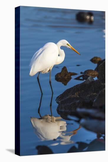 Lake Murray. San Diego, California. a Great Egret Prowling the Shore-Michael Qualls-Stretched Canvas