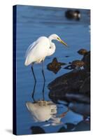 Lake Murray. San Diego, California. a Great Egret Prowling the Shore-Michael Qualls-Stretched Canvas