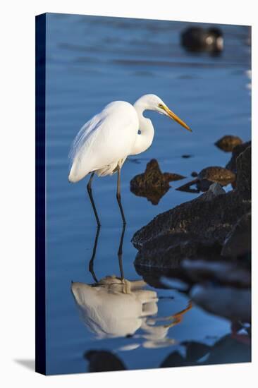 Lake Murray. San Diego, California. a Great Egret Prowling the Shore-Michael Qualls-Stretched Canvas