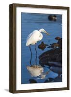 Lake Murray. San Diego, California. a Great Egret Prowling the Shore-Michael Qualls-Framed Photographic Print