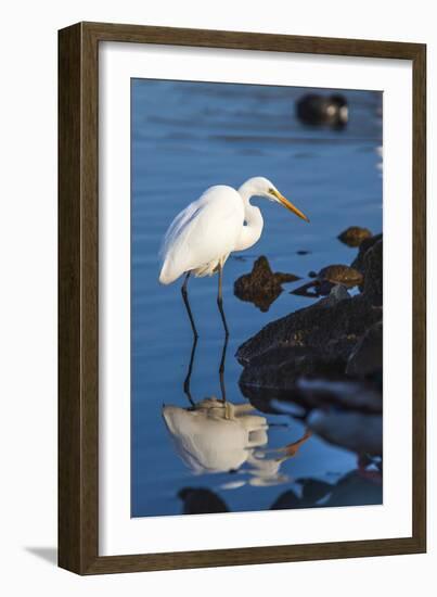 Lake Murray. San Diego, California. a Great Egret Prowling the Shore-Michael Qualls-Framed Photographic Print